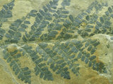 Fern Leaf  Neuropteris Species Carboniferous  PA  USA