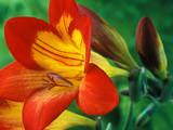 Freesia (Figaro)  Close-up of Orange and Yellow Flowers