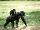 Chimpanzee  Baby on Back  Zoo Animal