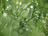 Water Droplets on Grass