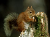 Red Squirrel  Summer Coat  Scotland