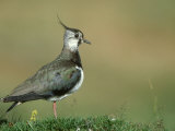 Lapwing  Vanellus Vanellus  Adult Scotland  UK  July