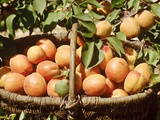 Apricot  Fruits in Basket in Basket  Beneath Bough with Fruit