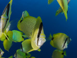 Milletseed Butterflyfish  Schooling  Hawaii