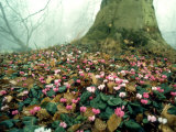 Cyclamen  Eynsham Hall  UK