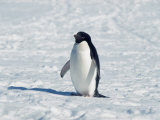 Adelie Penguin in Snow  Antarctica