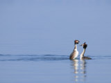 Great-Crested Grebes  Performing Courtship Ritual Dance  Lake Geneva  Switzerland