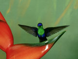 Violet-Crowned Woodnymph  Costa Rica