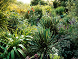 Sub Tropical Planting of Yucca  Kniphofia (Red Hot Poker) and Sedum (Stonecrop)