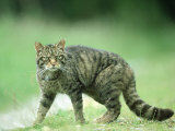 Scottish Wildcat  Felis Sylvestris  Male  June Highlands  Scotland
