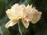 Dianthus  Devon Cream (Pink)