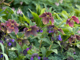 Pulmonarias & Helleborus X Hybridus