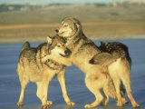 Grey Wolf  2 Playing on Frozen Lake in Winter  Montana
