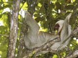 Two-Toed Sloth  Costa Rica