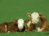 Hereford  Bos Taurus 2 Young Calves Lying in Meadow Yorkshire  UK