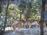 Dingo  Canis Familiaris Australia