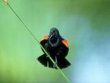 Red-Winged Blackbird  Male Displaying  USA