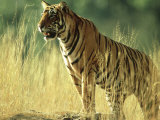 Bengal Tiger  24 Month Male  India