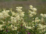 Meadowsweet  Orkeney Mainland