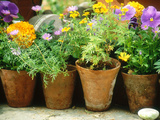 Annuals in Pots  Brachycome Multifida  Viola & Tagetes Pebble Chelsea Flower Show 1997