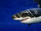Great White Shark  Guadalupe Island  Mexico