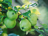 Apples Growing on Tree September