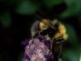 Bumble Bee on Flower  Oxfordshire  UK