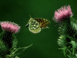 Dark-Green Fritillary  Flying Towards Thistle