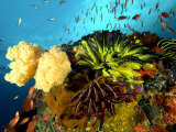 Reef with Crinoids  Komodo  Indonesia