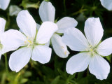 Bloody Cranesbill
