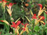 Canna Indica  Flowering in Merriments Gardens  Sussex National Garden Scheme