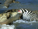 Nile Crocodile  Eating a Common Zebra  Masai Mara