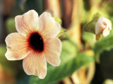 Thunbergia 