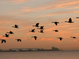 Canadian Geese in Flight in Chicago