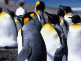 King Penguins (Aptenodytes Patagonica)  Falkland Islands