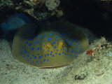 Blue Spotted Sting Ray  Ras Mohammed  Red Sea