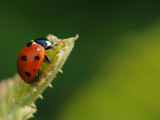 7-Spot Ladybird on Bramble Leaf  Middlesex  UK