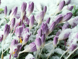 Crocus Tommasinianus  Purple Flowers Pushing Through the Snow  Bulb  February  Spring