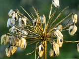 Agapanthus (African Lily)  Seedheads in Winter Sun Light