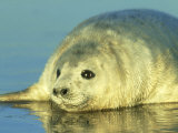 Grey Seal  Young Pup Close Up  UK