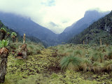 Path Across Upper Bigo Bog Towards Maln Mts  Rwenzori Mountains  Uganda