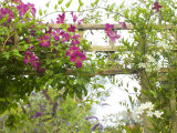 Clematis Etoile Violette  Pink Flowers Climbing Over Trellis Fence
