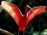 Scarlet Ibis  Sao Paulo  Brazil