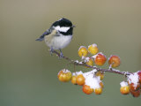 Coal Tit  Perched on Crab Apples in Winter  Scotland