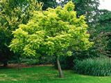 Catalpa Aurea