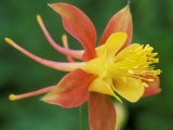 Aquilegia (Mrs Scott-Elliot) Close-up of Red & Yellow Flower
