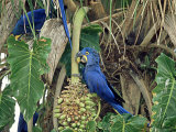 Hyancinth Macaws  Brazil