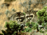 Raccoon  Procyon Lotor Pair in Tree Montana