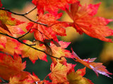 Acer Japonicum Vitifolium (Vine-Leaved Full Moon Maple)