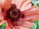 Papaver Orientale Pizzicato (Oriental Poppy)
